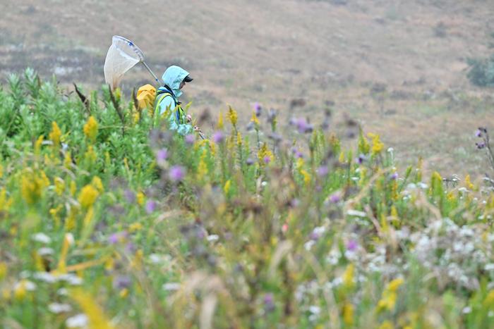 at-risk-butterflies-more-likely-to-survive-with-human-help