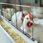 labcorp-launches-bird-flu-test-amid-first-severe-case-in-the-us