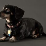 as-dogs-age,-their-owner-assessed-quality-of-life-predictably-declines,