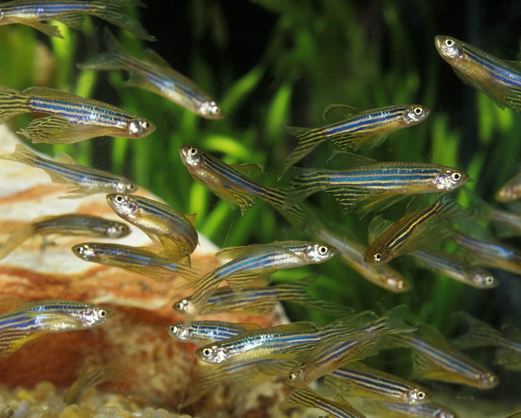 ketamine-keeps-zebrafish-from-giving-up-by-overstimulating-astroglia