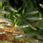 ketamine-keeps-zebrafish-from-giving-up-by-overstimulating-astroglia