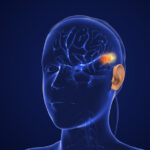 new-subtypes-of-major-neurons-involved-in-the-hearing-process-identified
