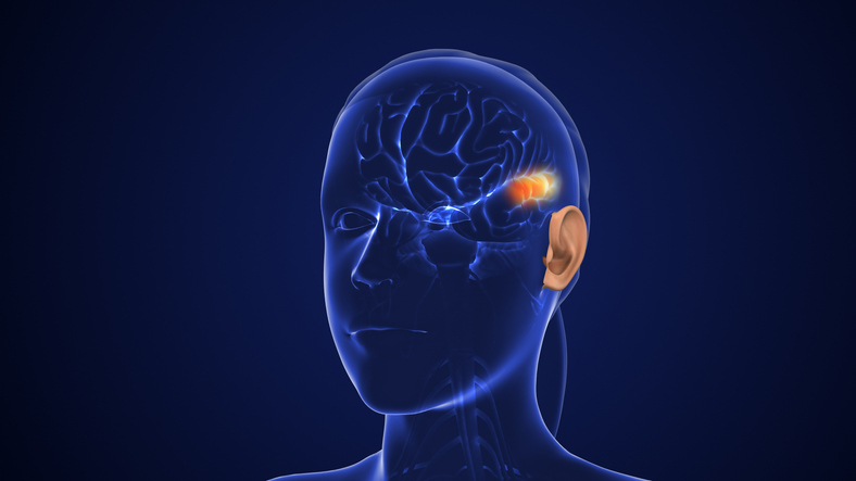 new-subtypes-of-major-neurons-involved-in-the-hearing-process-identified