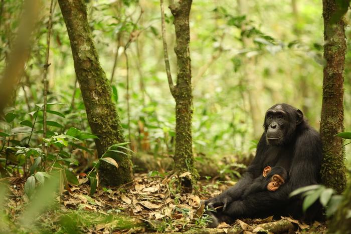 chimpanzees-show-genetic-adaptations-for-local-habitats-and-malaria-resistance