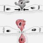 mechanical-forces-as-key-players:-unraveling-how-physical-signals-eject-cells-from-tissues