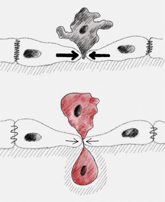 mechanical-forces-as-key-players:-unraveling-how-physical-signals-eject-cells-from-tissues