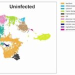groundbreaking-comprehensive-map-reveals-protein-distribution-within-human-cells