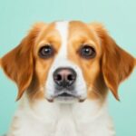 pet-dogs:-an-underestimated-source-of-antimicrobial-resistant-salmonella