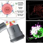 unraveling-cancer-immunotherapy:-the-mechanisms-behind-therapeutic-antibodies