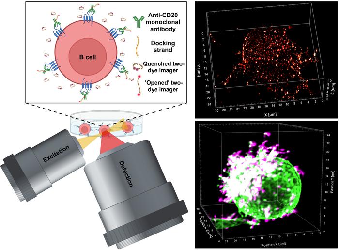unraveling-cancer-immunotherapy:-the-mechanisms-behind-therapeutic-antibodies