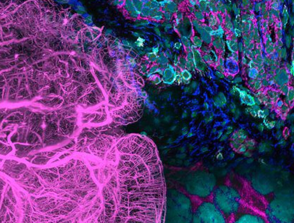 breaking-boundaries-in-spatial-biology:-exploring-the-2d-and-3d-landscape