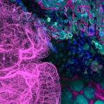breaking-boundaries-in-spatial-biology:-exploring-the-2d-and-3d-landscape