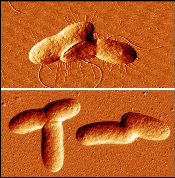 nature’s-ally:-the-natural-antagonist-to-hazardous-bacterial-biofilms
