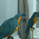 blue-throated-macaws-showcase-remarkable-advanced-motor-imitation-skills