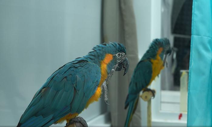 blue-throated-macaws-showcase-remarkable-advanced-motor-imitation-skills