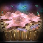scientists-develop-bacteria-resistant-substrates-that-promote-cell-growth