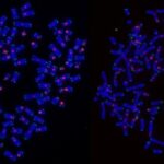 unraveling-the-mystery:-the-mechanism-behind-tumor-cell-death-post-radiotherapy