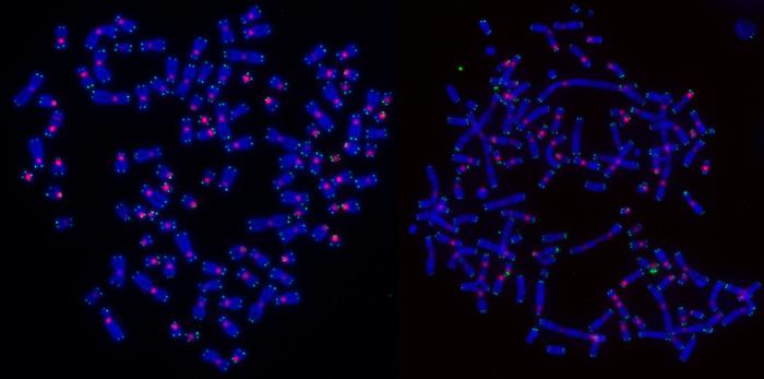 unraveling-the-mystery:-the-mechanism-behind-tumor-cell-death-post-radiotherapy