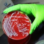 evolutionary-map-reveals-key-genes-for-bacterial-survival