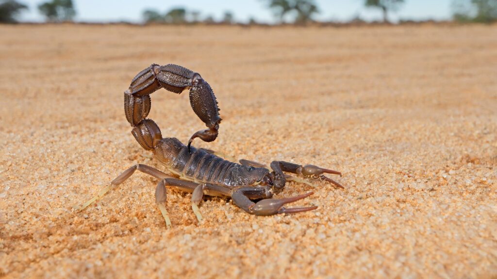 jpm25:-eli-lilly-strikes-$2.5b-scorpion-buyout-in-twist-to-breast-cancer-tale
