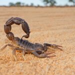 jpm25:-eli-lilly-strikes-$2.5b-scorpion-buyout-in-twist-to-breast-cancer-tale