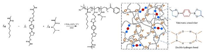 enhancing-vitrimers-with-reversible-secondary-interactions-through-dioxaborolane-metathesis