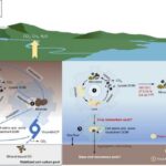 viruses:-revolutionizing-our-understanding-of-biogeochemical-cycles