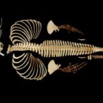 digitizing-hope:-collaborative-efforts-avert-extinction-for-endangered-species
