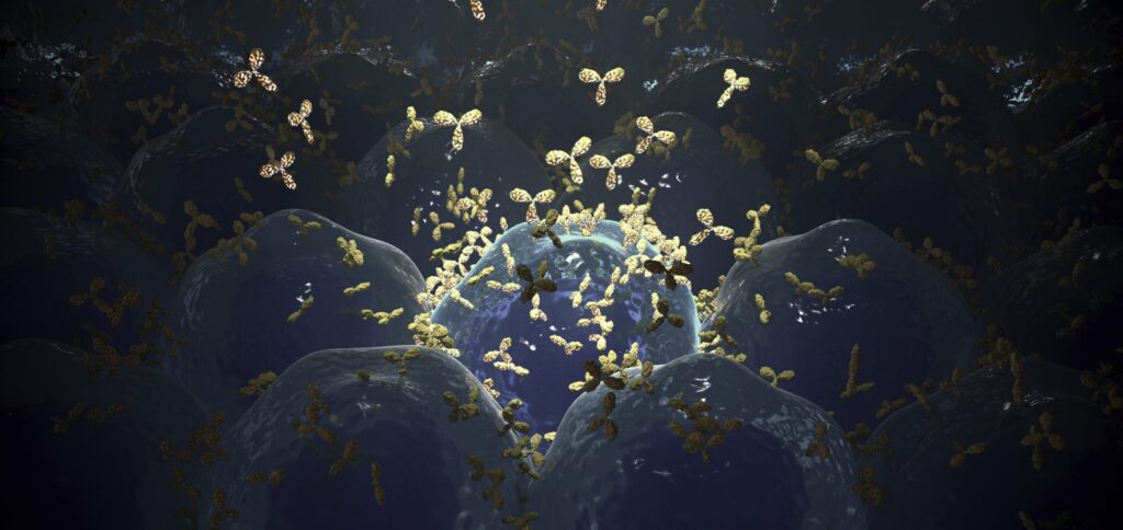 nanoscopy-unravels-the-interplay-between-antibodies-and-cd20-in-immunotherapy
