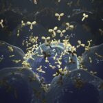 nanoscopy-unravels-the-interplay-between-antibodies-and-cd20-in-immunotherapy