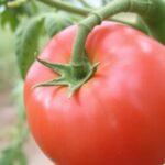 texas-a&m-agrilife-research-pursues-enhanced-strategies-to-combat-tomato-spotted-wilt-virus