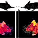 gene-editing-demonstrates-lifespan-extension-in-mouse-model-of-prion-disease