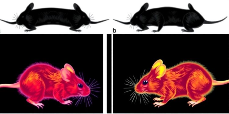 gene-editing-demonstrates-lifespan-extension-in-mouse-model-of-prion-disease