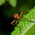 how-toxic-males-reshape-pest-control-and-disease-prevention