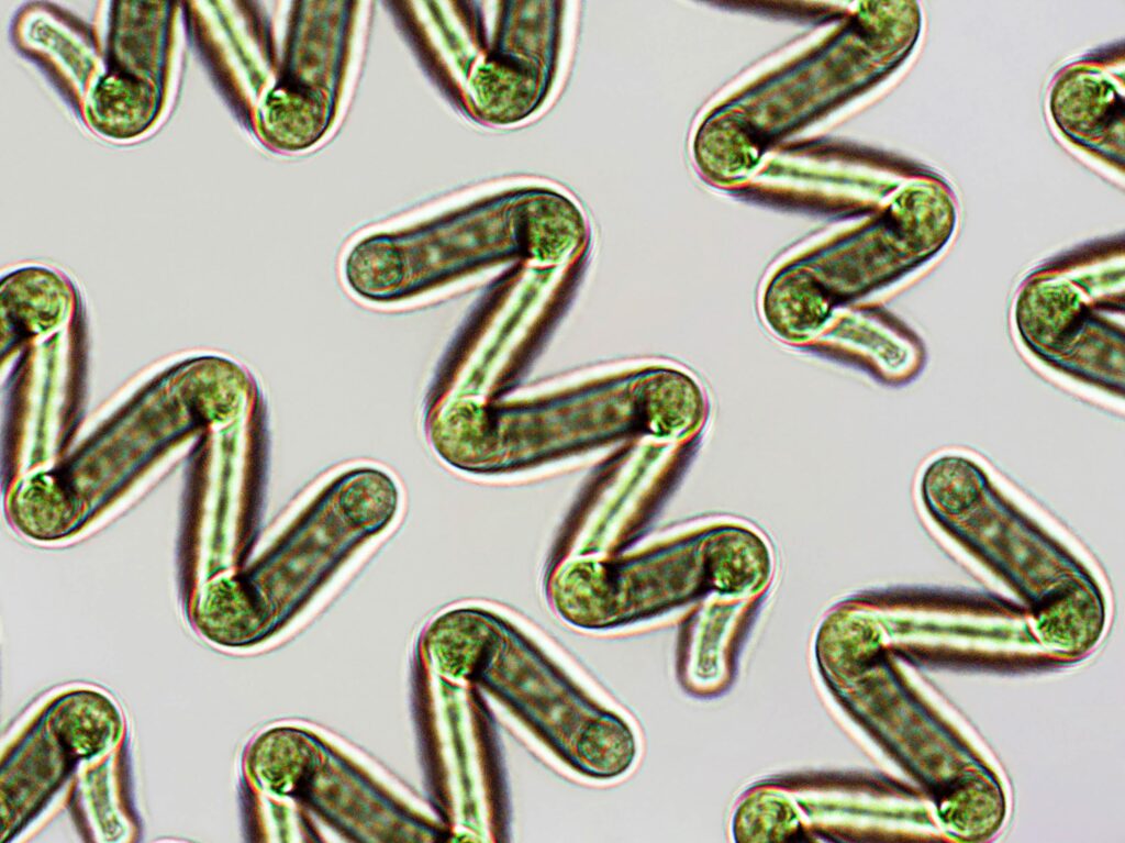 spirulina-derived-evs-characterized-for-adjuvant-applications
