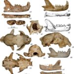 fossil-discoveries-illuminate-the-evolutionary-journey-of-snow-leopards