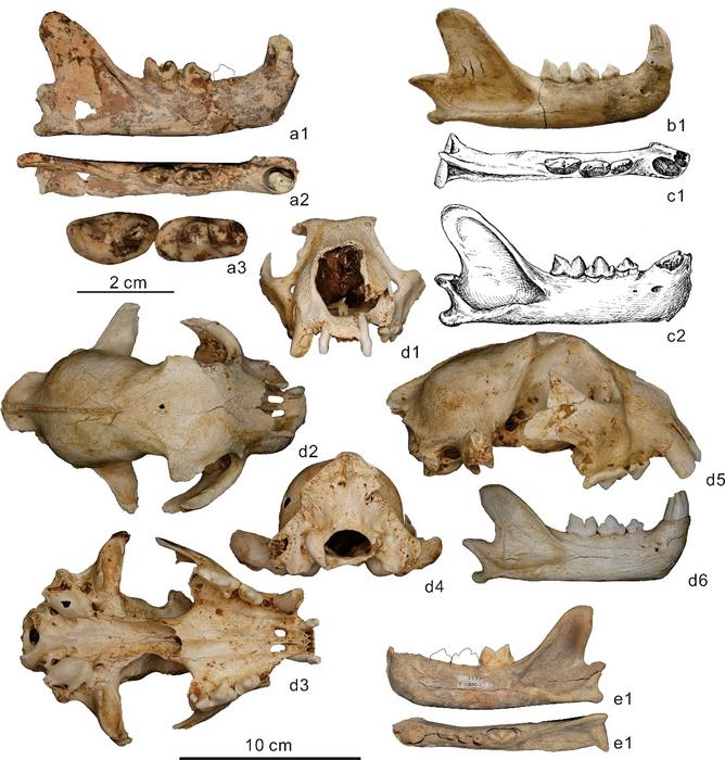 fossil-discoveries-illuminate-the-evolutionary-journey-of-snow-leopards
