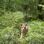 urban-evolution-in-action:-insights-from-coyote-genetics