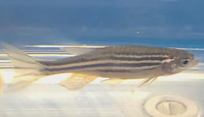 illuminating-perception:-two-genes-in-pineal-gland-photoreceptors-enable-fish-to-sense-color
