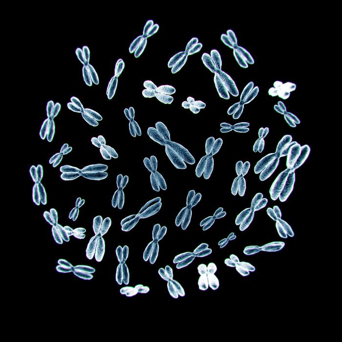 unraveling-the-complexities-of-gene-regulation:-a-comprehensive-mapping-study