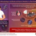 new-study-links-tle6-protein-to-male-infertility-in-mice