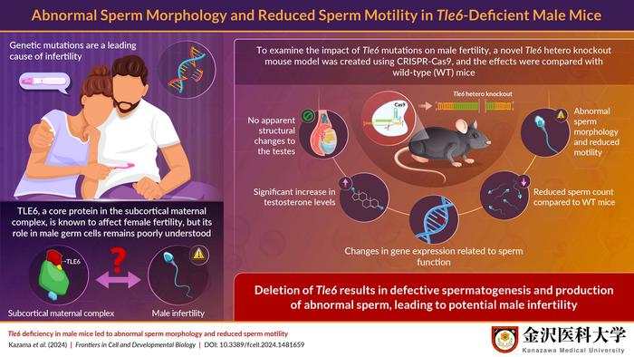 new-study-links-tle6-protein-to-male-infertility-in-mice