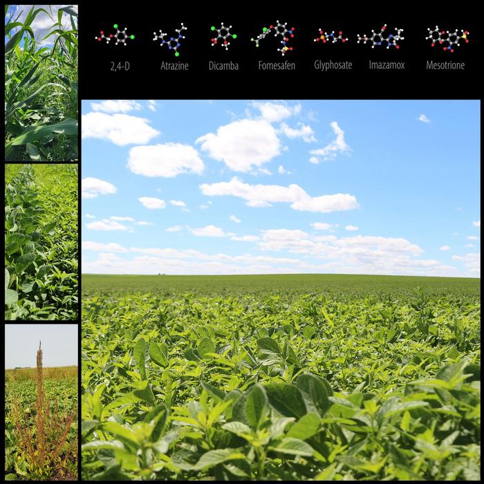 research-reveals-seed-impact-mills-significantly-diminish-waterhemp-seed-viability