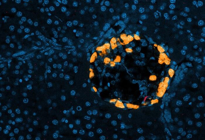 mass-migration-of-immune-cells-found-to-regulate-blood-glucose-levels