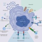 the-immunological-landscape-of-megakaryocytes:-unveiling-new-insights
