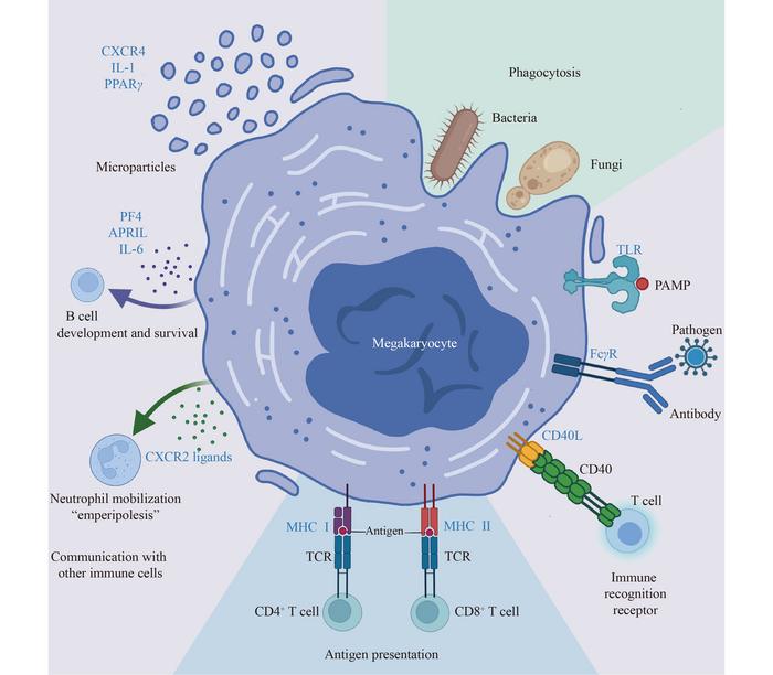 the-immunological-landscape-of-megakaryocytes:-unveiling-new-insights