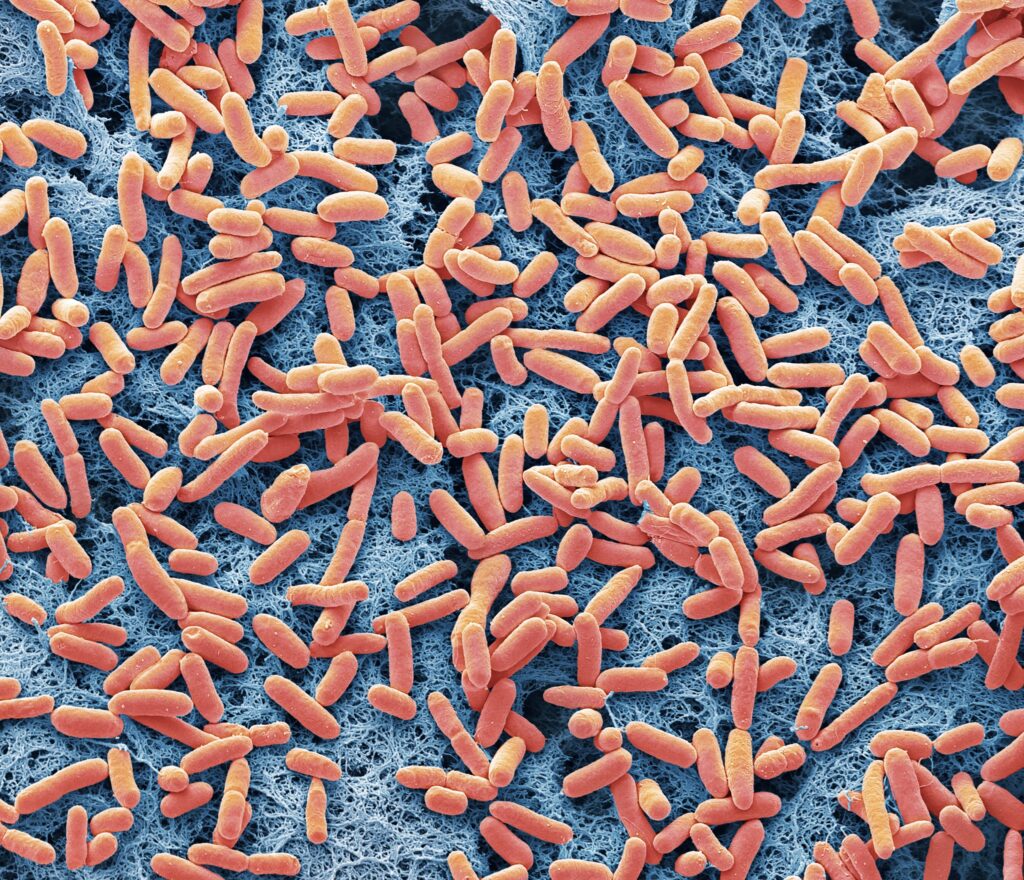 microbial-cell-factories-help-scientists-produce-understudied-plant-hormones-in-bulk