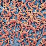 microbial-cell-factories-help-scientists-produce-understudied-plant-hormones-in-bulk