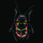 decoding-genomes:-the-role-of-symbiosis-and-gene-transfer-in-leaf-beetle-evolution