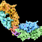 repetitive-hiv-immunization-can-elicit-anti-immune-complex-antibodies